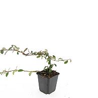 Cotoneaster dammeri