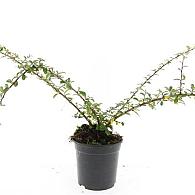 Cotoneaster suec. 'Skogholm'