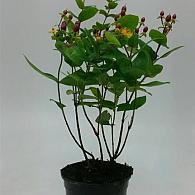 Hypericum i. 'Excellent Flair'