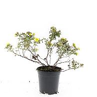 Potentilla f. 'Elizabeth'