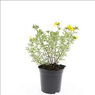 Potentilla f. 'Goldfinger'