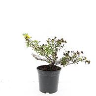 Potentilla f. 'Goldstar'