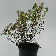 Potentilla f. 'Tangerine'