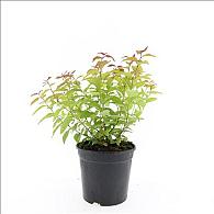 Spiraea jap. 'Firelight'