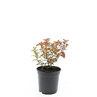 Spiraea jap. 'Firelight'