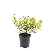 Spiraea jap. 'Golden Princess'