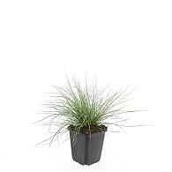 Festuca glauca 'Elijah Blue'