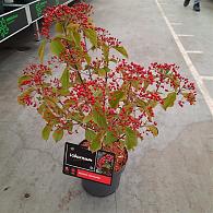 Viburnum dilatatum 'Sealing Wax'