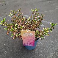 Coprosma 'Evening Glow'