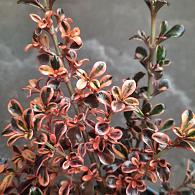 Coprosma 'Fire Burst'