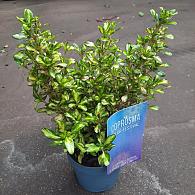 Coprosma 'Lemon and Lime'