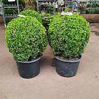 Buxus sempervirens  -Ball-