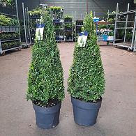 Buxus sempervirens  -Pyramid-