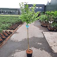 Ligustrum oval. 'Aureum'