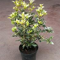 Osmanthus heter. 'Goshiki'