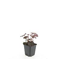 Heuchera mic. 'Palace Purple'