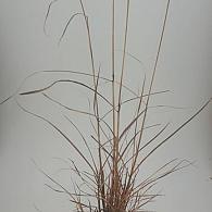 Miscanthus sin. 'Red Chief'