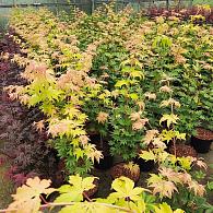 Acer shirasawanum 'Jordan'