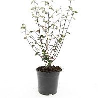 Cotoneaster franchetii