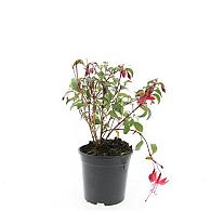 Fuchsia 'Madame Cornelissen'