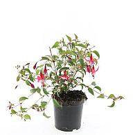 Fuchsia 'Madame Cornelissen'