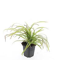 Carex morrowii 'Aureovariegata'