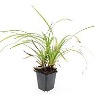 Carex morrowii 'Irish Green'