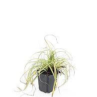 Carex oshim. 'Evergold'