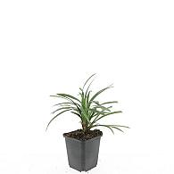 Liriope muscari 'Ingwersen'