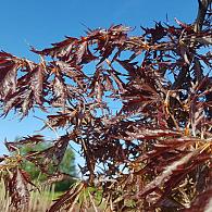 Fagus syl. Midnight Feather