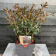 Osmanthus heter. 'Purpureus'