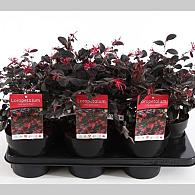 Loropetalum chin. Black Pearl