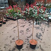 Photinia fraseri 'Carré Rouge'