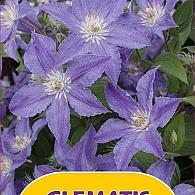 Clematis Exclusive Royalty Mix