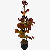 Cercis can. Eternal Flame