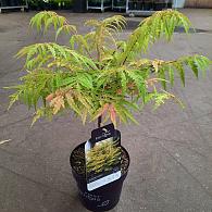 Rhus typhina Tiger Eyes