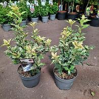 Osmanthus heter. 'Tricolor'