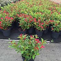 Weigela florida "All Summer Red'