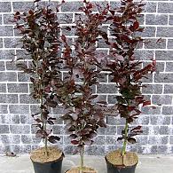 Fagus syl. 'Dawyck Purple'