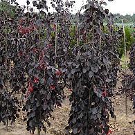 Fagus syl. 'Purple Fountain'