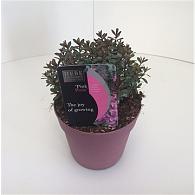 Hebe 'Pink Pixie'