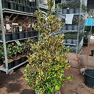 Ilex altacl. 'Golden King'