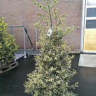 Ilex aq. 'Argentea Marginata'