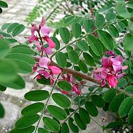 Indigofera heterantha