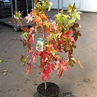 Liquidambar styraciflua