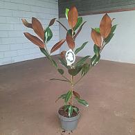 Magnolia grandiflora