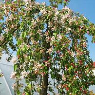 Malus 'Red Jade'