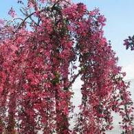 Malus 'Royal Beauty'