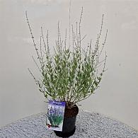 Perovskia atripl. 'Little Spire'