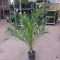 Phoenix canariensis